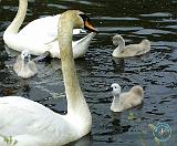 Mute Swan 9R054D-120